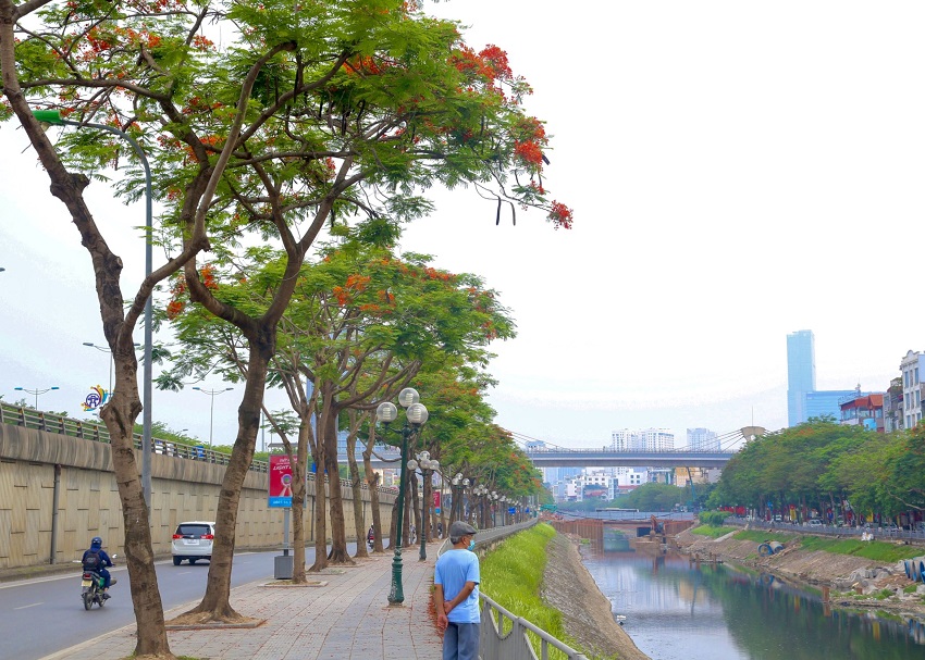  To Lich River in Hanoi is colored red by phoenix flowers planted on both sides.